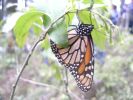 Monarch butterfly